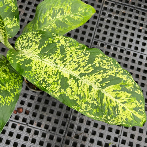 Dieffenbachia sp. 'crown' | Entre Raízes Botânica - Detalhe 2