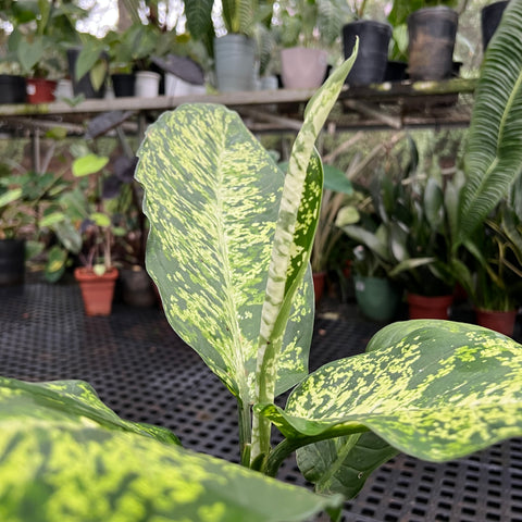 Dieffenbachia sp. 'crown' | Entre Raízes Botânica - Detalhe 3