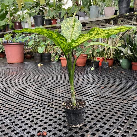 Dieffenbachia sp. 'crown' | Entre Raízes Botânica - Detalhe 4