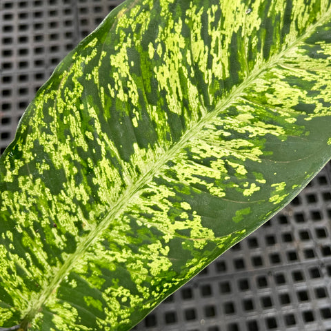 Dieffenbachia sp. 'crown' | Entre Raízes Botânica