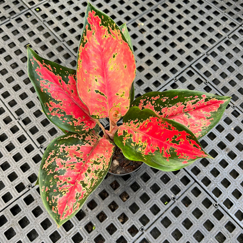 Aglaonema Suksom