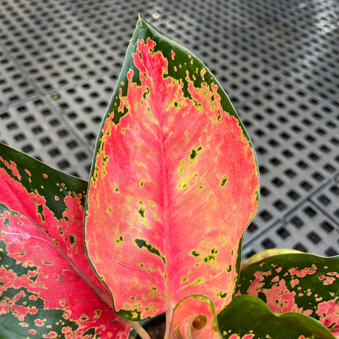 Aglaonema Suksom