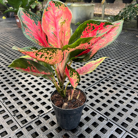 Aglaonema Suksom