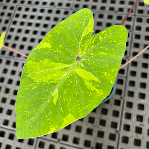 Colocasia esculenta ' lemon lime gecko ' | Entre Raízes Botânica