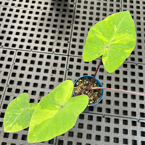 Colocasia esculenta ' lemon lime gecko ' | Entre Raízes Botânica - Detalhe 2