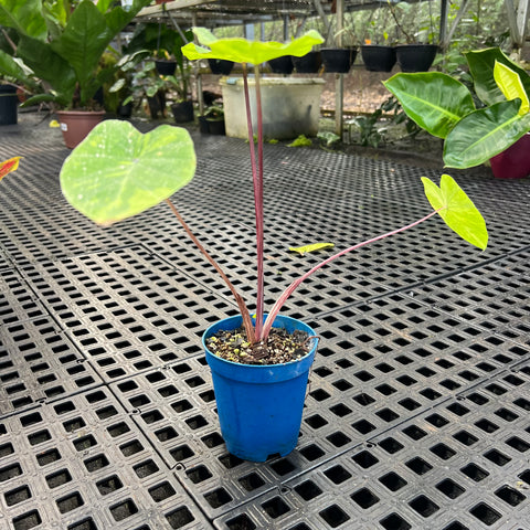 Colocasia esculenta ' lemon lime gecko ' | Entre Raízes Botânica - Detalhe 3