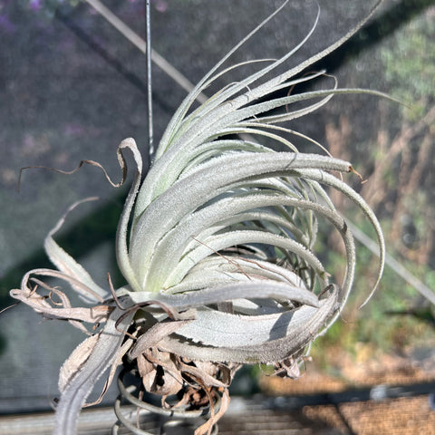 Tillandsia Gardnerii Rupícula | Entre Raízes Botânica