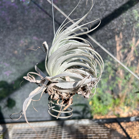 Tillandsia Gardnerii Rupícula | Entre Raízes Botânica - Detalhe 2