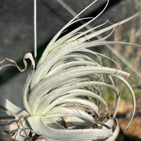 Tillandsia Gardnerii Rupícula | Entre Raízes Botânica - Detalhe 3