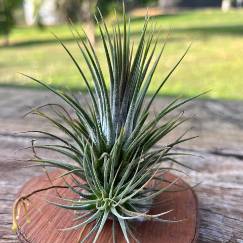 Tillandsia Ionantha 'Guatemala Select' | Entre Raízes Botânica - Detalhe 2