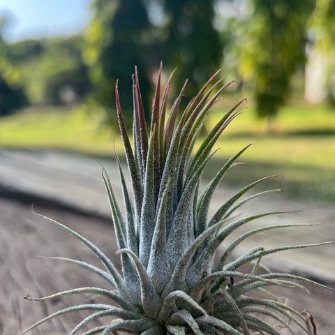 Tillandsia ionantha 'Rosita' | Entre Raízes Botânica