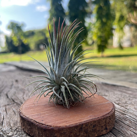 Tillandsia ionantha 'Rosita' | Entre Raízes Botânica - Detalhe 2
