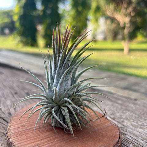 Tillandsia ionantha 'Rosita' | Entre Raízes Botânica - Detalhe 3