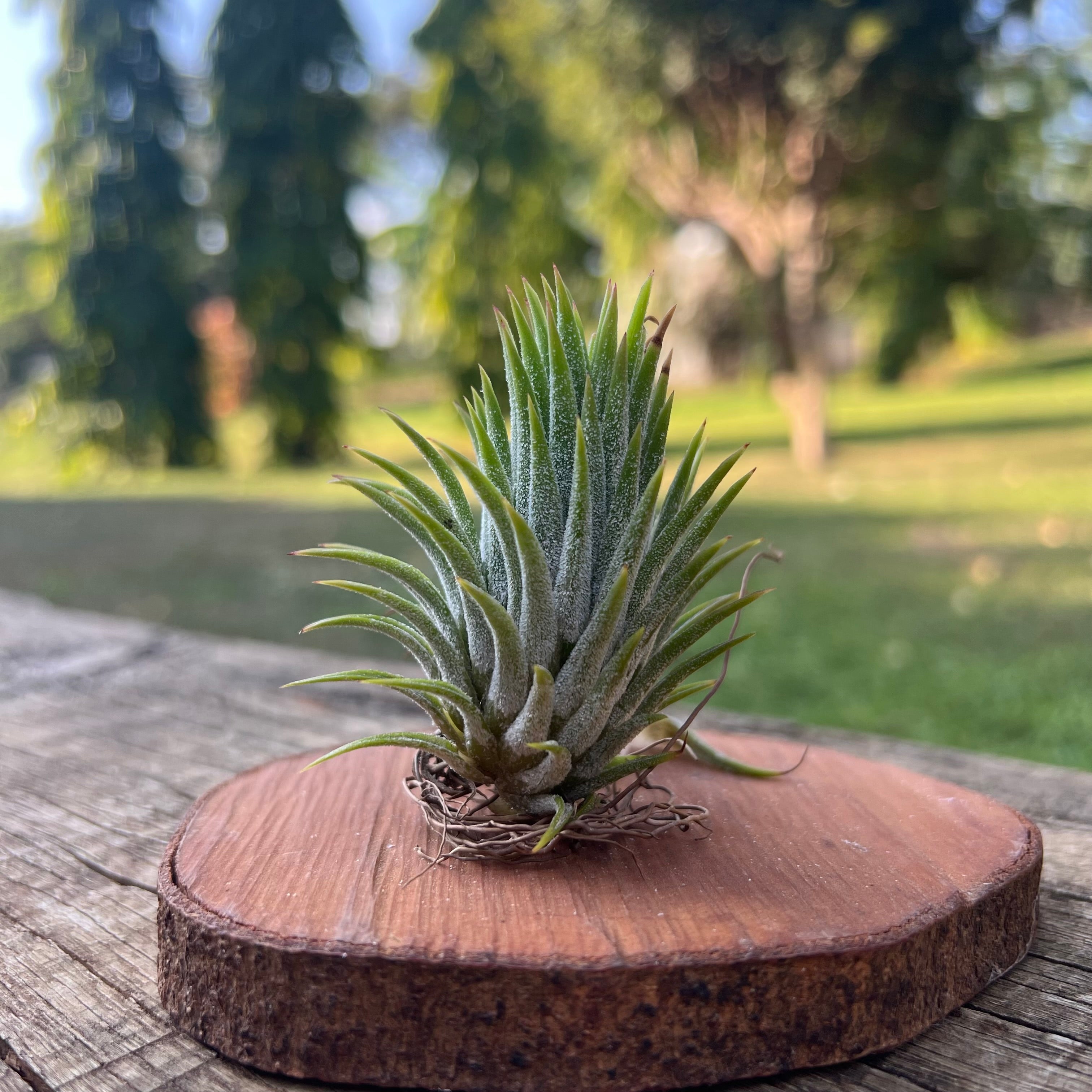 Tillandsia ionantha 'Icy Elf' – Entre Raízes Botânica