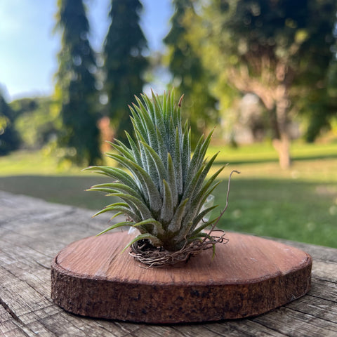 Tillandsia ionantha 'Icy Elf' | Entre Raízes Botânica