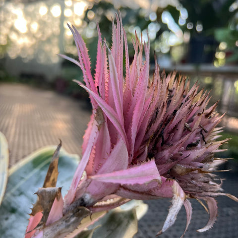Aechemea fasciata 'Albo-marginata' | Entre Raízes Botânica - Detalhe 2