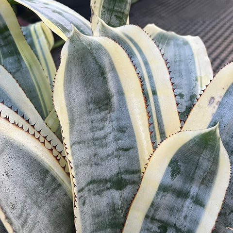 Aechemea fasciata 'Albo-marginata' | Entre Raízes Botânica - Detalhe 4