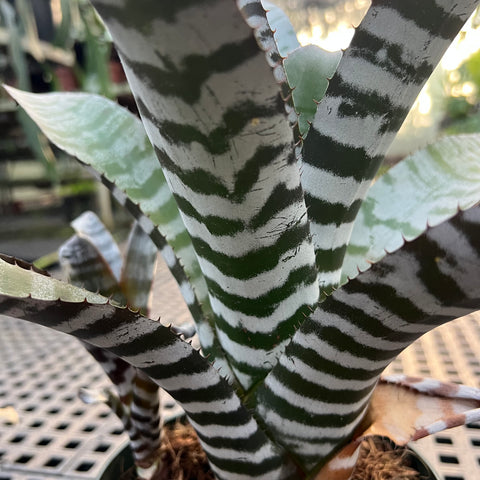 Aechmea chantinii black | Entre Raízes Botânica