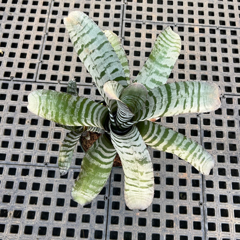 Aechmea chantinii black | Entre Raízes Botânica - Detalhe 2