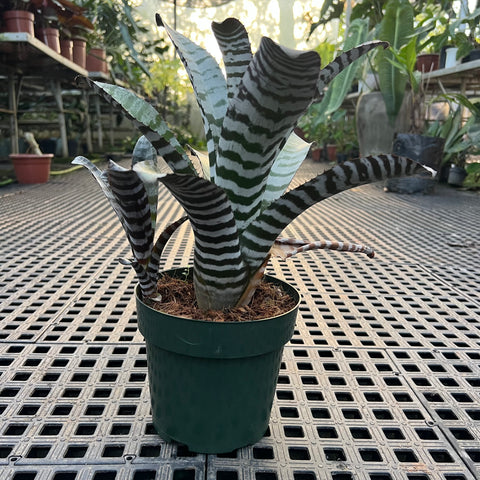 Aechmea chantinii black | Entre Raízes Botânica - Detalhe 3