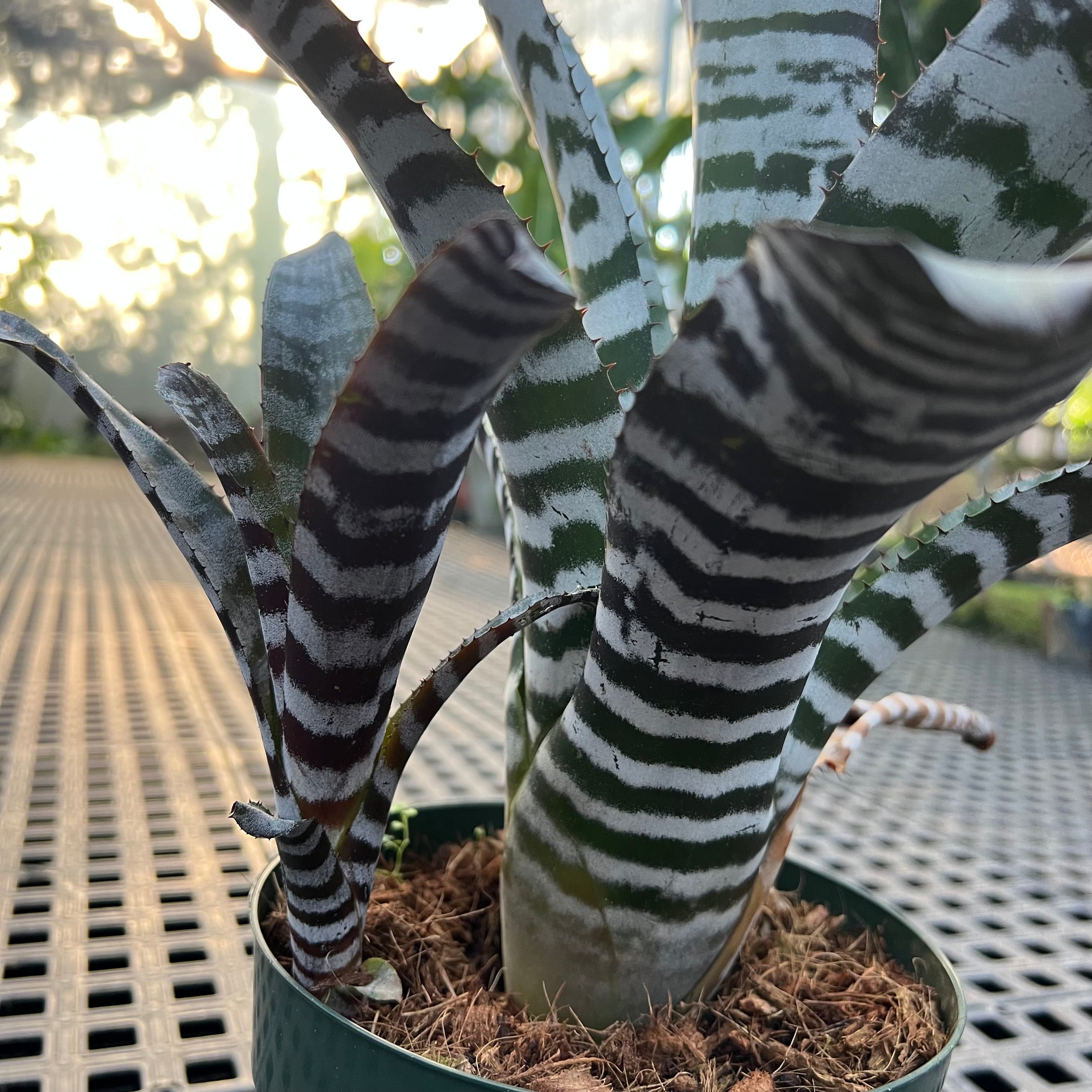 ブロメリア・エアープランツ Aechmea Black selectの通販 | SITEHUBPREVIEW