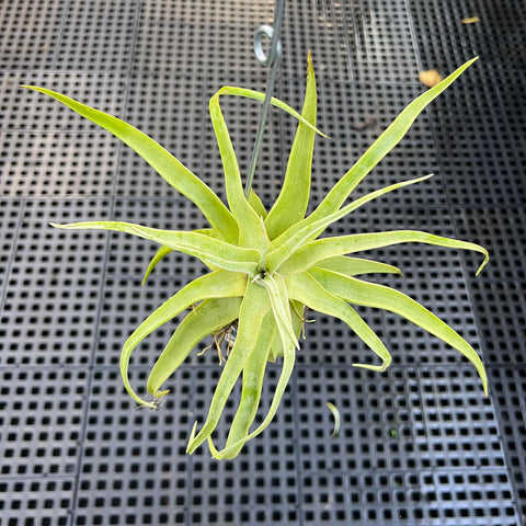 Tillandsia streptophylla 'Titan' | Entre Raízes Botânica - Detalhe 2