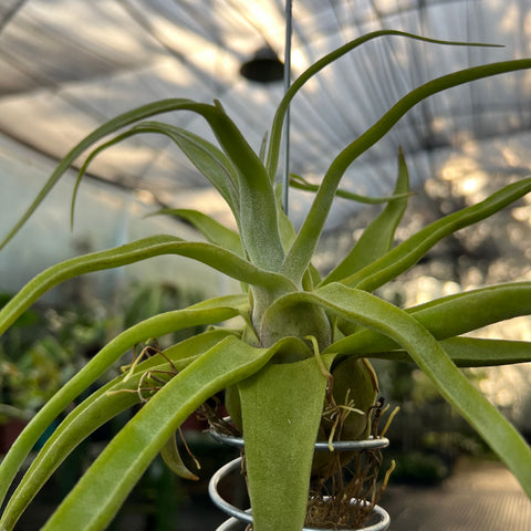 Tillandsia streptophylla 'Titan' | Entre Raízes Botânica - Detalhe 4