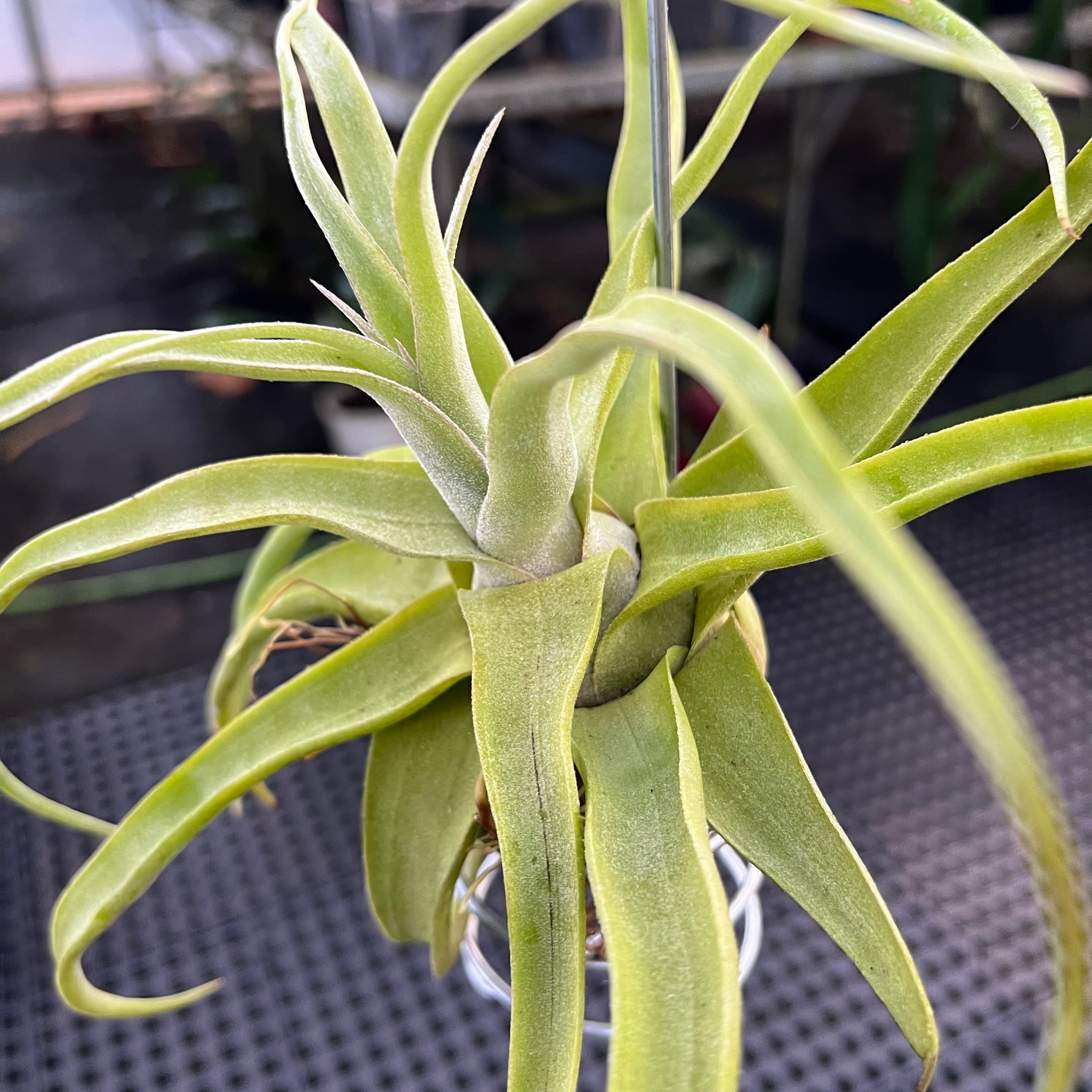 Tillandsia streptophylla 'Titan' – Entre Raízes Botânica