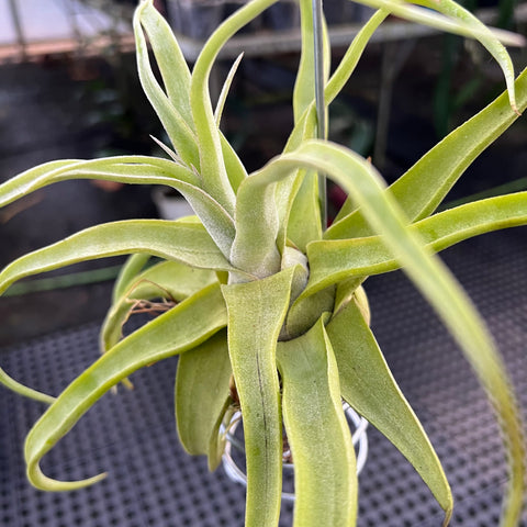 Tillandsia streptophylla 'Titan' | Entre Raízes Botânica