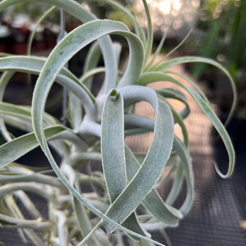Tillandsia Purpúrea | Entre Raízes Botânica - Detalhe 2
