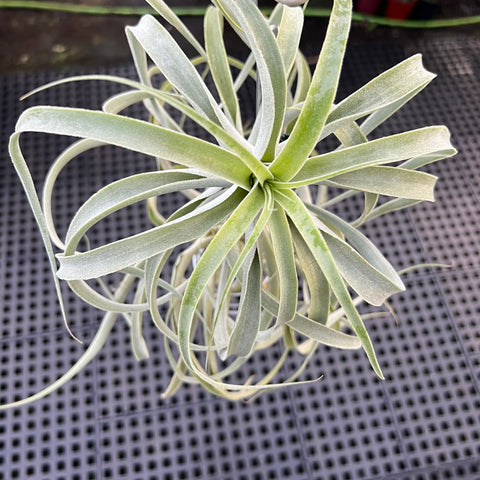 Tillandsia Purpúrea | Entre Raízes Botânica - Detalhe 3