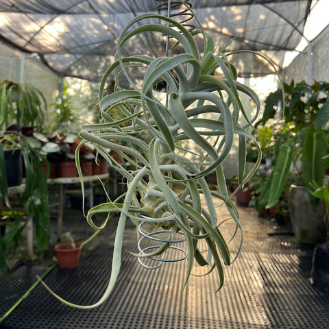 Tillandsia Purpúrea | Entre Raízes Botânica