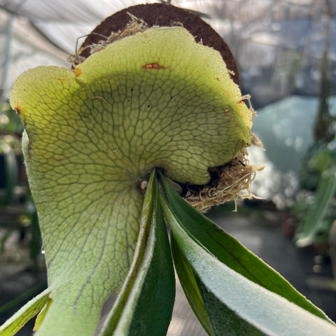 Platycerium Veitchii Lemoinei