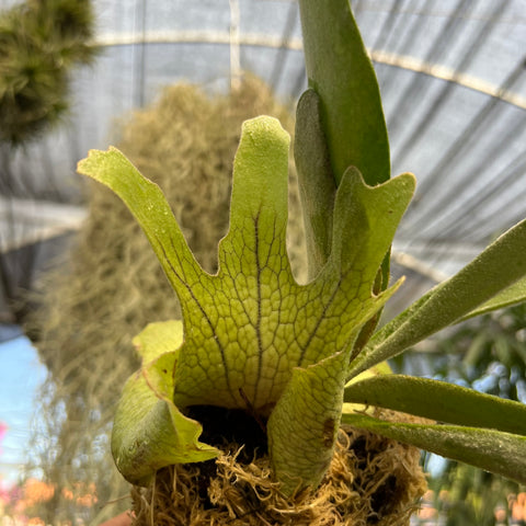 Platycerium Veitchii Lemoinei