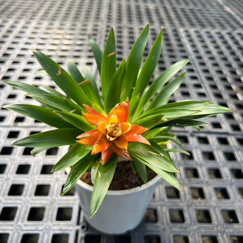 Guzmania 'Thereza'