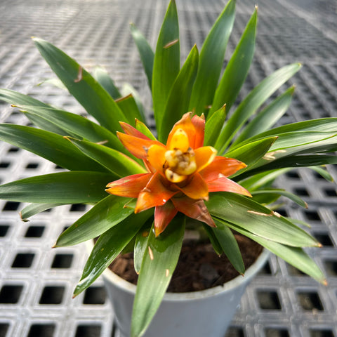 Guzmania 'Thereza'