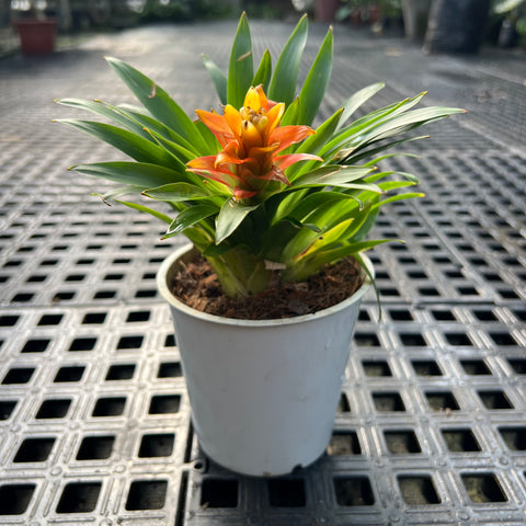 Guzmania 'Thereza'