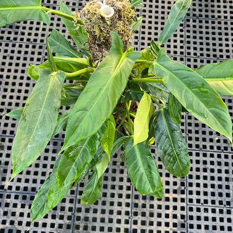 Philodendron anisotomum no tutor – Entre Raízes Botânica