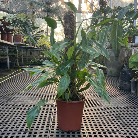 Philodendron anisotomum no tutor | Entre Raízes Botânica - Detalhe 2