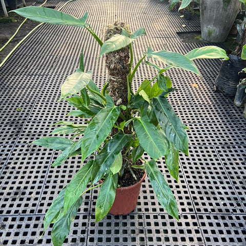 philodendron anisotomum Philodendron anisotomum no tutor – Entre Raízes Botânica