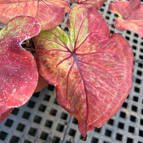 Caladium Especial 03 | Entre Raízes Botânica