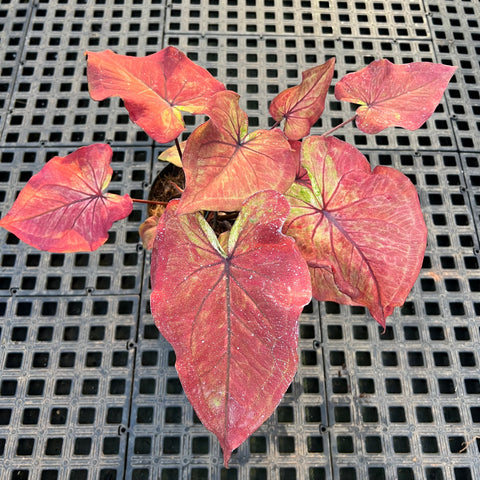 Caladium Especial 03 | Entre Raízes Botânica - Detalhe 2