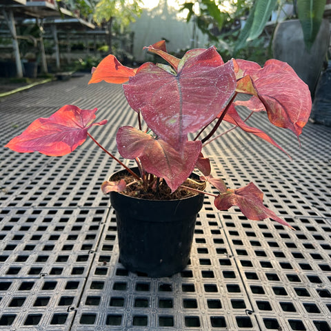 Caladium Especial 03 | Entre Raízes Botânica - Detalhe 3