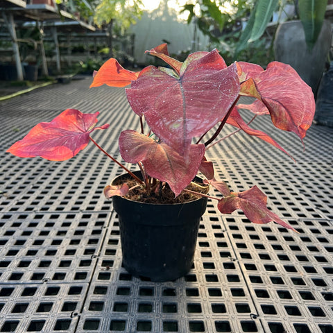 Caladium Especial 03 | Entre Raízes Botânica - Detalhe 4