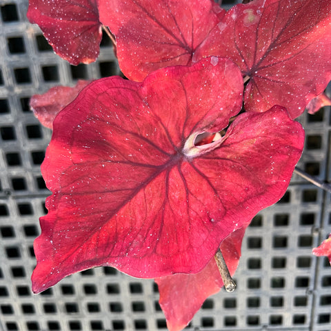 Caladium Especial 06 | Entre Raízes Botânica - Detalhe 3