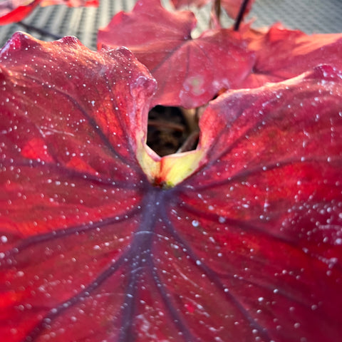 Caladium Especial 06 | Entre Raízes Botânica - Detalhe 2