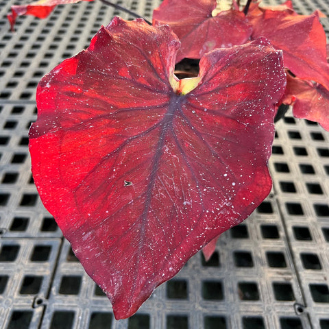 Caladium Especial 06 | Entre Raízes Botânica