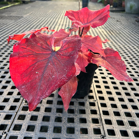 Caladium Especial 06 | Entre Raízes Botânica - Detalhe 4