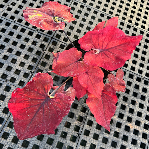 Caladium Especial 06 | Entre Raízes Botânica - Detalhe 5
