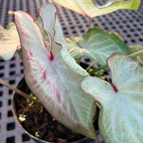 Caladium Especial 05 | Entre Raízes Botânica - Detalhe 2